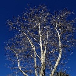 ALBERI. Fotografie di Giulio Azzarello &copy;2024.
