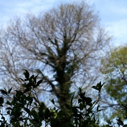 PIANTE. Fotografie di Giulio Azzarello &copy;2022.