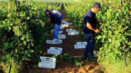 VENDEMMIA a Mazzara del Vallo in Sicilia con i contadini. Fotografie di Giulio Azzarello ©2016. VENDEMMIA a Mazzara del Vallo in Sicilia con i contadini. Fotografie di Giulio Azzarello ©2016.