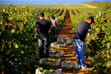 VENDEMMIA a Mazzara del Vallo in Sicilia con i contadini. Fotografie di Giulio Azzarello ©2016. VENDEMMIA a Mazzara del Vallo in Sicilia con i contadini. Fotografie di Giulio Azzarello ©2016.