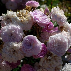 ROSETO. Fotografie di Giulio Azzarello &copy;2022.