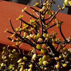 BONSAI. Fotografie di Giulio Azzarello &copy;2022.
