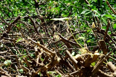 HABITAT NATURA in campagna. Fotografie di Giulio Azzarello ©2015 2016. HABITAT NATURA in campagna. Fotografie di Giulio Azzarello ©2015 2016.