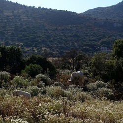 BESTIE. Fotografie di Giulio Azzarello ©2022. BESTIE. Fotografie di Giulio Azzarello ©2022.