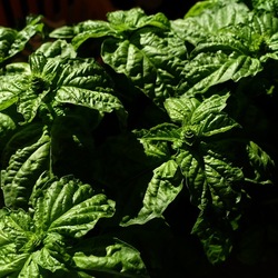 GIARDINO SICILIANO. Fotografie di Giulio Azzarello ©2022. GIARDINO SICILIANO. Fotografie di Giulio Azzarello ©2022.