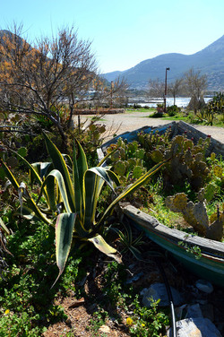 CAPO GALLO riserva marina e naturalistica a Palermo panoramiche e particolari. Fotografie di Giulio Azzarello ©2014. CAPO GALLO riserva marina e naturalistica a Palermo panoramiche e particolari. Fotografie di Giulio Azzarello ©2014.