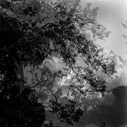 ROSE fotografie di Giulio Azzarello ©2021. ROSE fotografie di Giulio Azzarello ©2021.