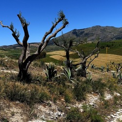 SEGESTA. Fotografie di Giulio Azzarello ©2024. SEGESTA. Fotografie di Giulio Azzarello ©2024.