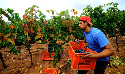 VENDEMMIA di AUTUNNO a S.Cristina Gela in Sicilia. Fotografie di Giulio Azzarello &copy;2016.