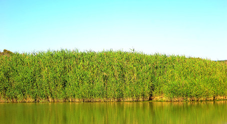 CANNETI in SICILIA. Fotografie di Giulio Azzarello &copy;2016.
