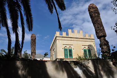 IL COLEOTTERO ROSSO e la moritura delle palme. Fotografie di Giulio Azzarello &copy;2014.