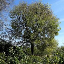 PIANTE. Fotografie di Giulio Azzarello &copy;2022.