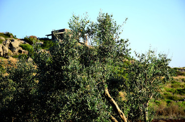 ISOLA DI USTICA la natura. Fotografie di Giulio Azzarello &copy;2016.