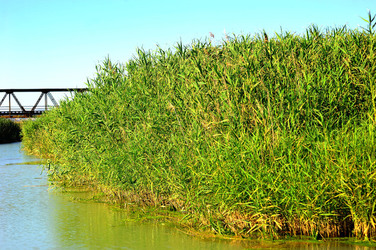 CANNETI in SICILIA. Fotografie di Giulio Azzarello &copy;2016.