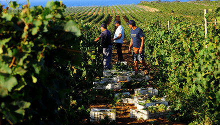 VENDEMMIA a Mazzara del Vallo in Sicilia con i contadini. Fotografie di Giulio Azzarello ©2016. VENDEMMIA a Mazzara del Vallo in Sicilia con i contadini. Fotografie di Giulio Azzarello ©2016.
