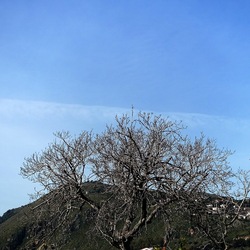 PIANTE. Fotografie di Giulio Azzarello &copy;2022.