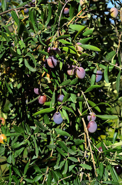 ULIVETO in autunno. Fotografie di Giulio Azzarello ©2014. ULIVETO in autunno. Fotografie di Giulio Azzarello ©2014.