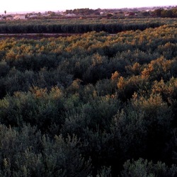 SELINUNTE. Fotografie di Giulio Azzarello ©2022. SELINUNTE. Fotografie di Giulio Azzarello ©2022.