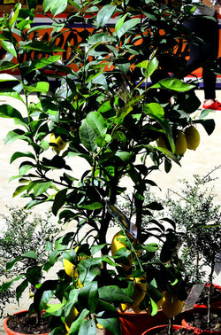 ORTO BOTANICO di Palermo in inverno. Fotografie di Giulio Azzarello &copy;2016.