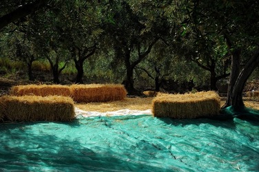 FRANTOIO GULLO ad Aliminusa in Sicilia. Fotografie di Giulio Azzarello &copy;2018.