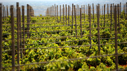VIGNETO GIOVANE in Sicilia fotografie di Giulio Azzarello &copy;2016.