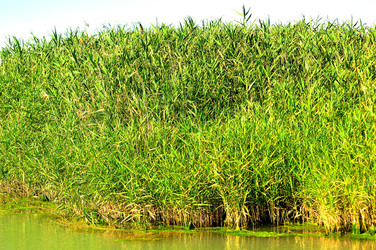CANNETI in SICILIA. Fotografie di Giulio Azzarello &copy;2016.