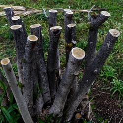 TRONCHI. Fotografie di Giulio Azzarello ©2022.