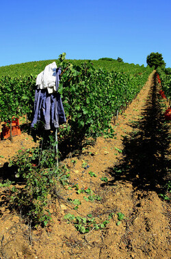 VENDEMMIA a S.Cristina Gela in Sicilia. Fotografie di Giulio Azzarello &copy;2016.