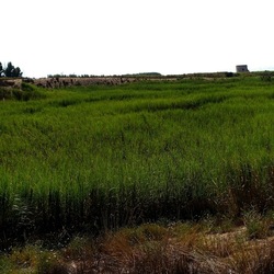 SELINUNTE. Fotografie di Giulio Azzarello ©2022. SELINUNTE. Fotografie di Giulio Azzarello ©2022.