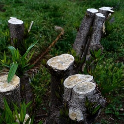 TRONCHI. Fotografie di Giulio Azzarello ©2022.