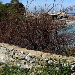 PIANTE. Fotografie di Giulio Azzarello ©2022. PIANTE. Fotografie di Giulio Azzarello ©2022.