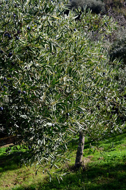 ULIVETO in autunno. Fotografie di Giulio Azzarello ©2014. ULIVETO in autunno. Fotografie di Giulio Azzarello ©2014.