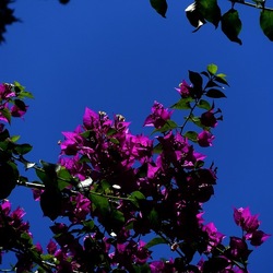 GIARDINO SICILIANO. Fotografie di Giulio Azzarello ©2022. GIARDINO SICILIANO. Fotografie di Giulio Azzarello ©2022.