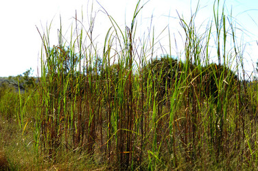 CANNETI in SICILIA. Fotografie di Giulio Azzarello &copy;2016.