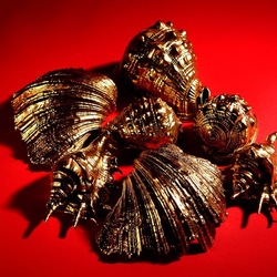 CONCHIGLIE. Fotografia di Giulio Azzarello &copy;2023.