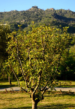 GOLE DELL ALCANTARA in Sicilia. Fotografie di Giulio Azzarello &copy;2016.
