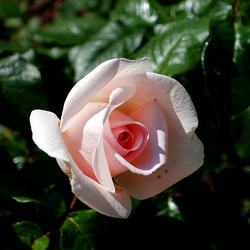 ROSETO. Fotografie di Giulio Azzarello &copy;2022.