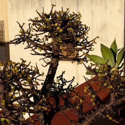 BONSAI. Fotografie di Giulio Azzarello &copy;2022.