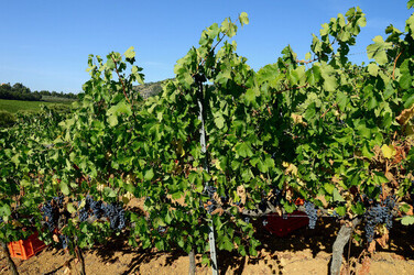VENDEMMIA a S.Cristina Gela in Sicilia. Fotografie di Giulio Azzarello &copy;2016.