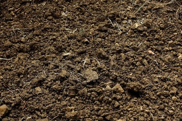 ULIVETO SICILIANO. Fotografie di Giulio Azzarello ©2022.