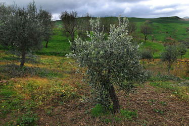 TIPICO FRANTOIO fotografie di Giulio Azzarello ©2014. TIPICO FRANTOIO fotografie di Giulio Azzarello ©2014.