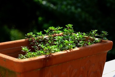 GIARDINO SICILIANO fotografie di Giulio Azzarello &copy;2020.