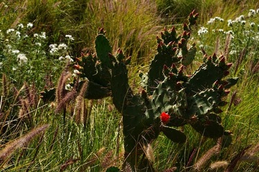MONDELLO. Fotografie di Giulio Azzarello &copy;2023.