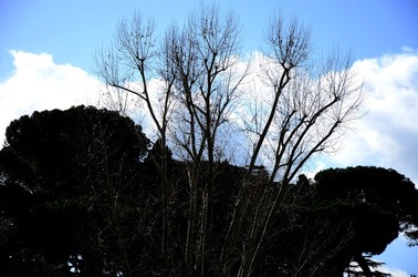 COLOSSEO Roma. Fotografie di Giulio Azzarello ©2020. COLOSSEO Roma. Fotografie di Giulio Azzarello ©2020.