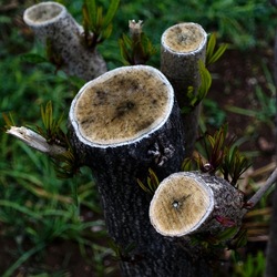 TRONCHI. Fotografie di Giulio Azzarello ©2022.
