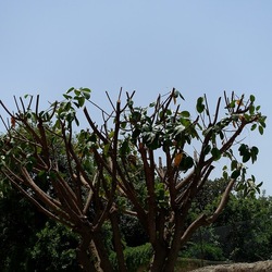 RAMI. Fotografie di Giulio Azzarello &copy;2022.