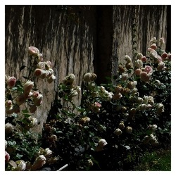 ROSE fotografie di Giulio Azzarello ©2019. ROSE fotografie di Giulio Azzarello ©2019.