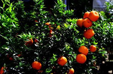 ORTO BOTANICO di Palermo in inverno. Fotografie di Giulio Azzarello &copy;2016.