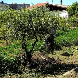 GIARDINO SICILIANO. Fotografie di Giulio Azzarello &copy;2024.