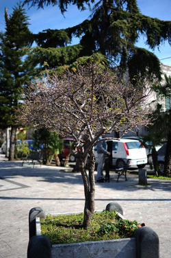 PAESAGGIO CATANESE panoramiche e particolari. Fotografie di Giulio Azzarello &copy;2014.